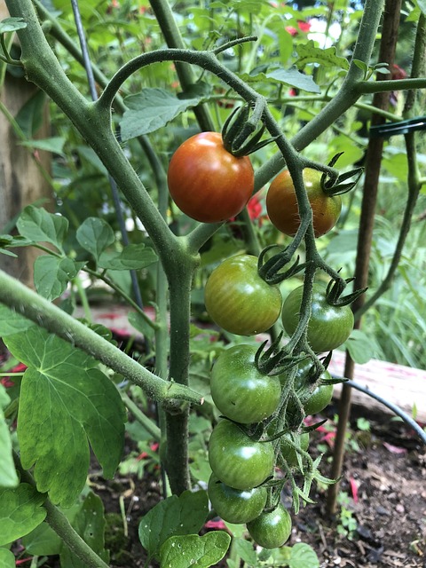 Free Gardening Garden photo and picture