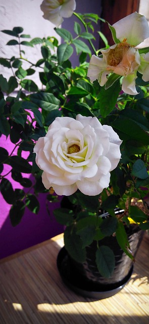 Free Rose Flower Wallpaper photo and picture