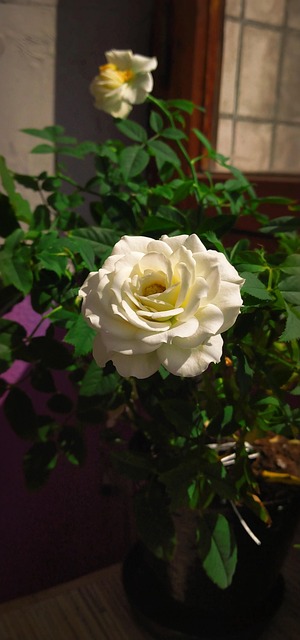 Free Rose White Rose photo and picture
