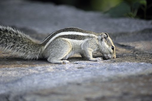 Free Squirrel Animal photo and picture