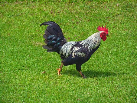 Free Farm Rooster photo and picture