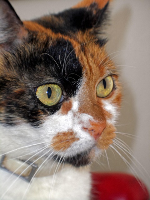 Free Cat Animal photo and picture