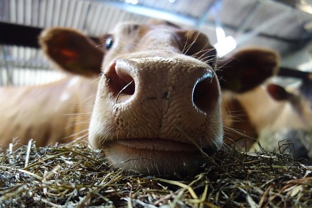 Free Guernsey Cattle Nature photo and picture