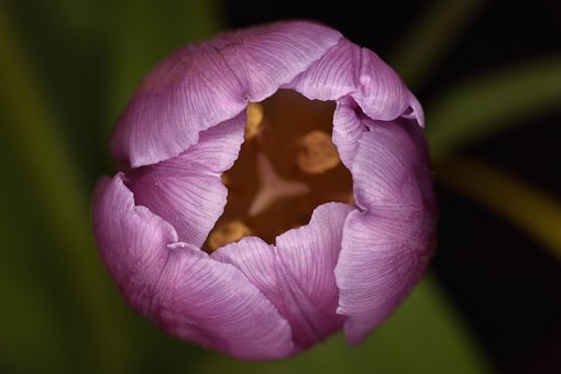 Blomst, Tulipan, Blomst Baggrund