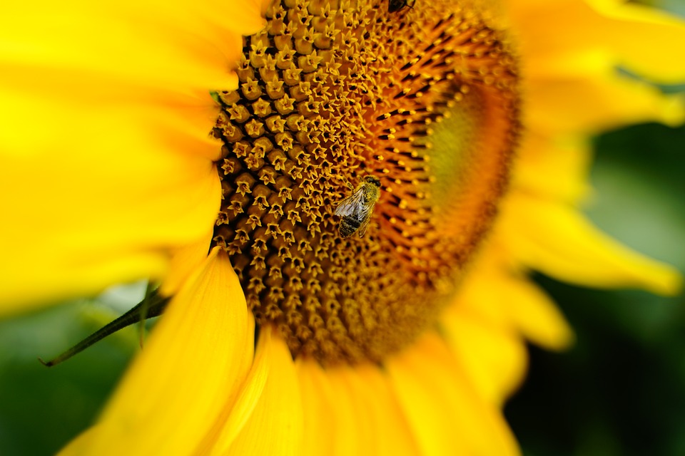 Sunflower Bee Yellow - Free photo on Pixabay