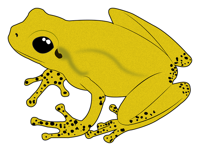 Free frog exotic animal illustration