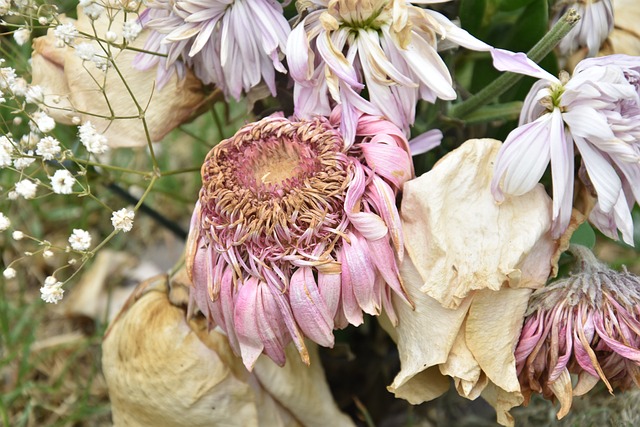 Free Dead Petals photo and picture