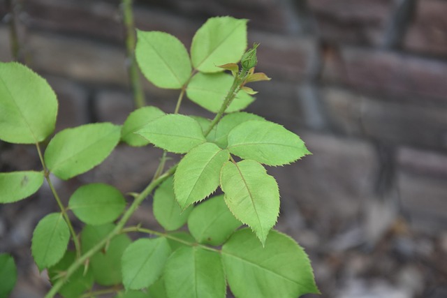 Free Leaves Plant photo and picture