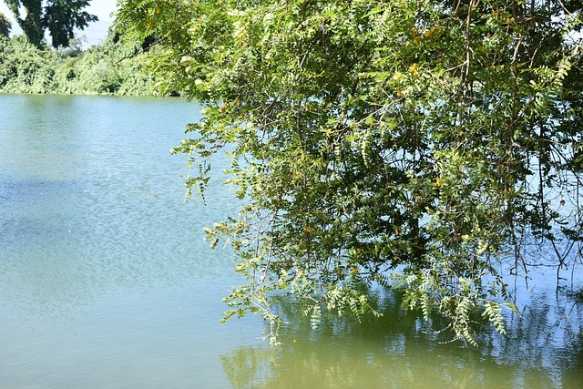 Free Water Lake photo and picture