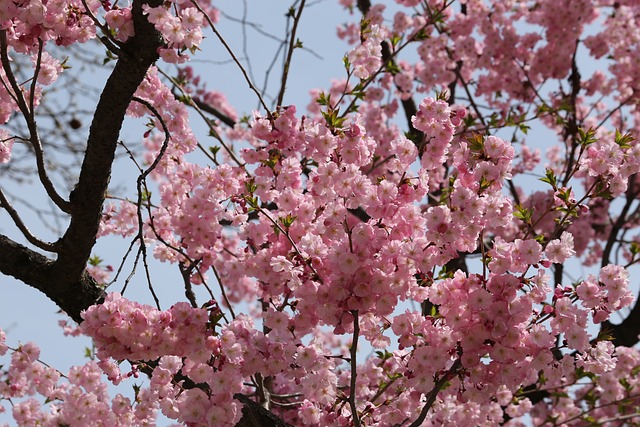 Free Cherry Blossom Spring photo and picture