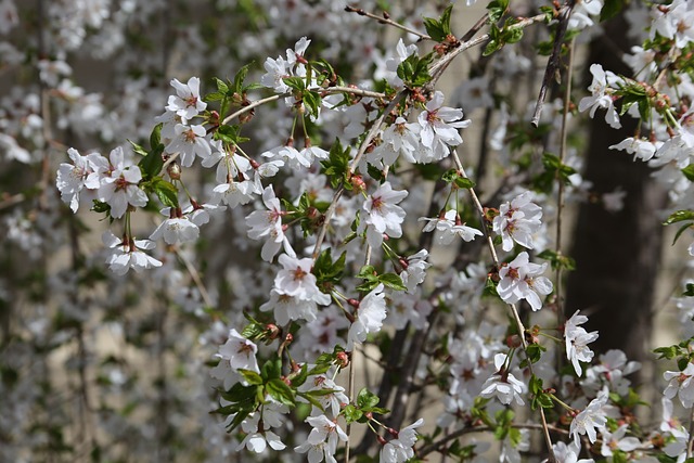 Free Cherry Blossom Spring photo and picture