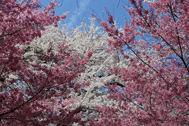 Free Cherry Blossom Spring photo and picture