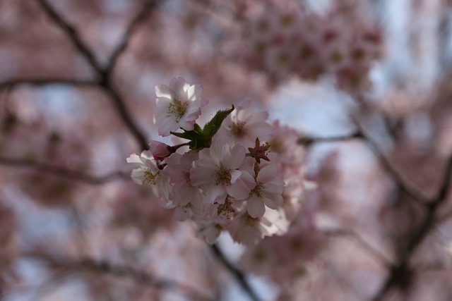 Free Cherry Blossom Spring photo and picture