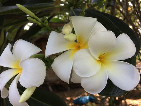 Frangipani, Plumeria Flor, Natureza