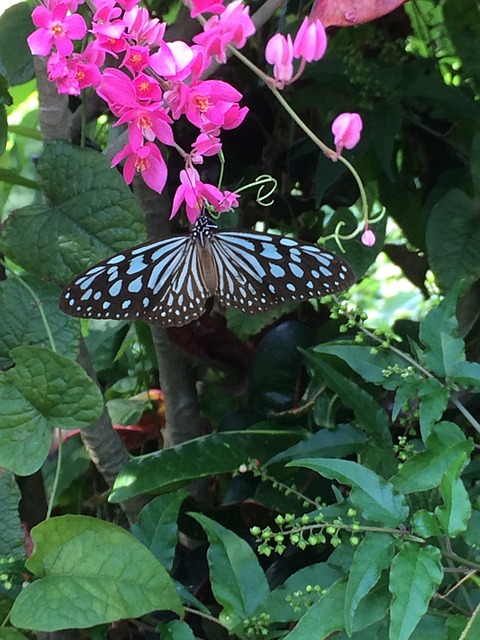 Borboleta, Inseto, Natureza