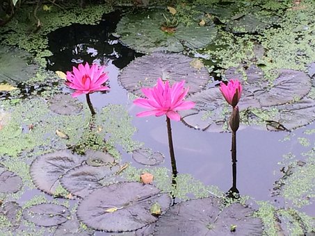 Lótus, Flor, Natureza, Canal