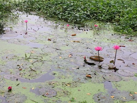 Lótus, Canal, Flor, Natureza, Agua