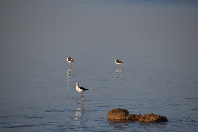Free Nature Birds photo and picture