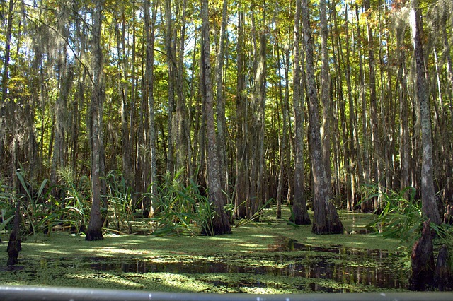 Free Bayou Louisiana photo and picture