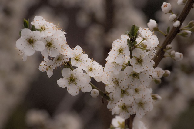 Free Flowers Spring photo and picture