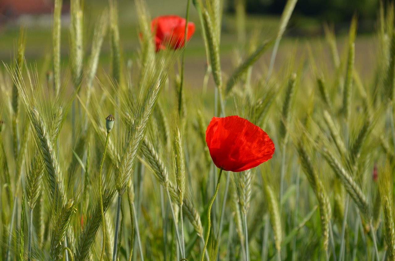 Poppy Spring Blossom - Free photo on Pixabay - Pixabay