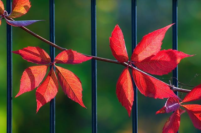 Autumn Leaves Fall Foliage - Free photo on Pixabay - Pixabay