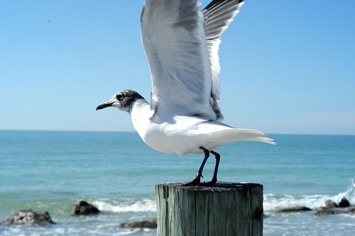Free Seagull Sea photo and picture