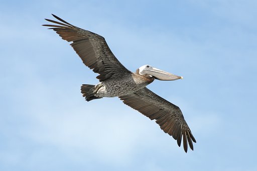 Free Flying Pelican photo and picture