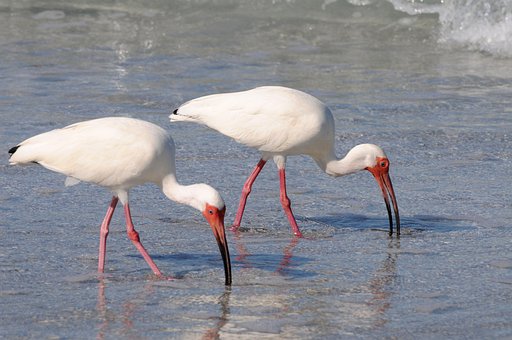 Free Seabirds Wildlife photo and picture