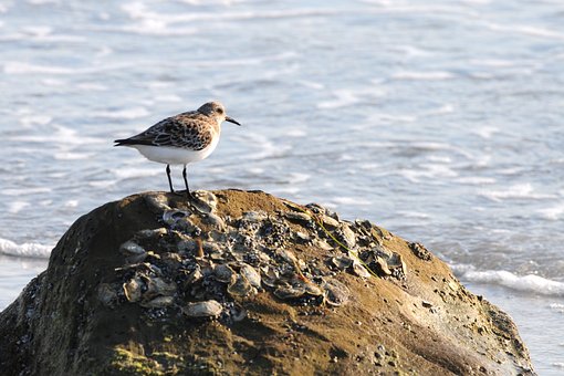 Free Bird Nature photo and picture