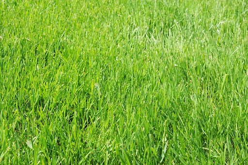 Free Green Grass Field photo and picture