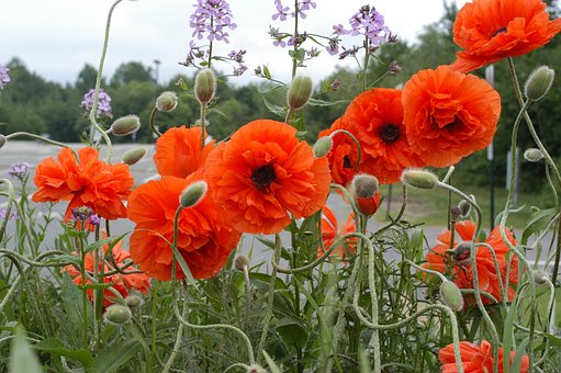 Free Poppies Flower Wallpaper photo and picture