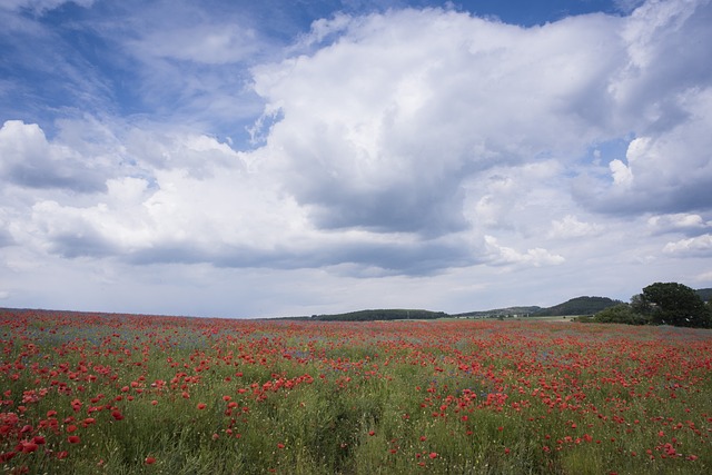 Free Landscape Poppies photo and picture
