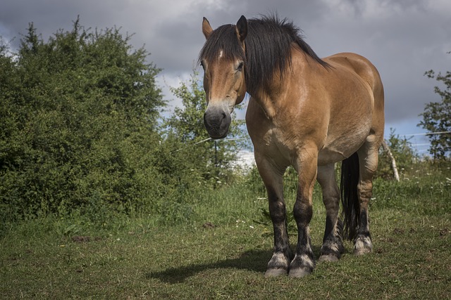 Free Horse Nature photo and picture