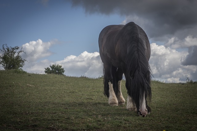 Free Horse Nature photo and picture