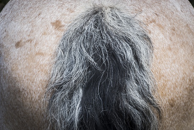 Free Horse Cold Blooded Animals photo and picture