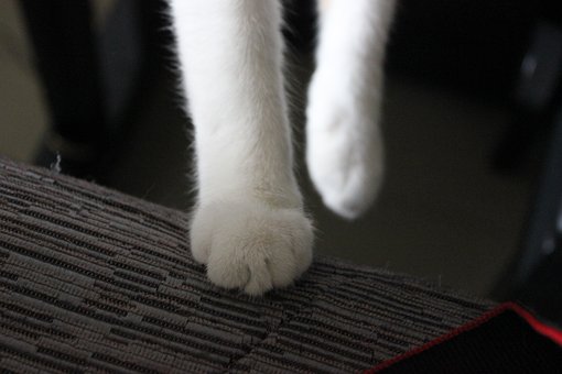100以上の無料肉球 猫画像 Pixabay