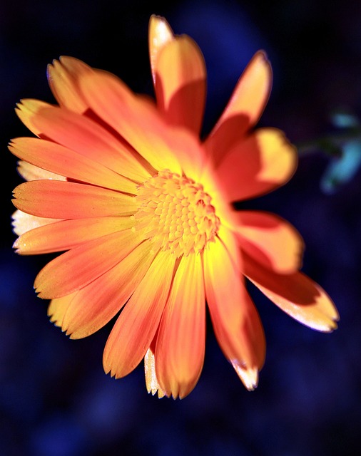 Free Marigold Nature photo and picture