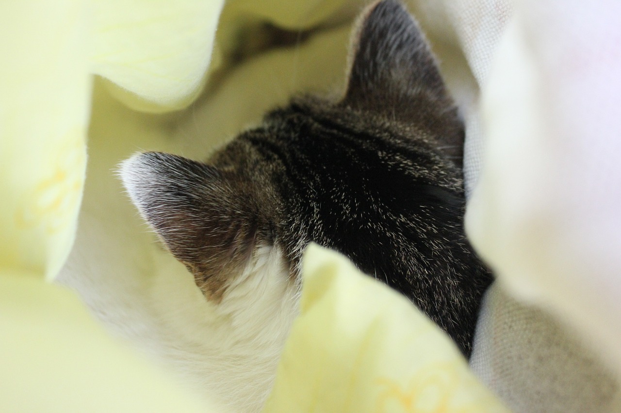 Cat Warm Free photo on Pixabay Pixabay