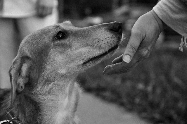 Free Dog Person photo and picture