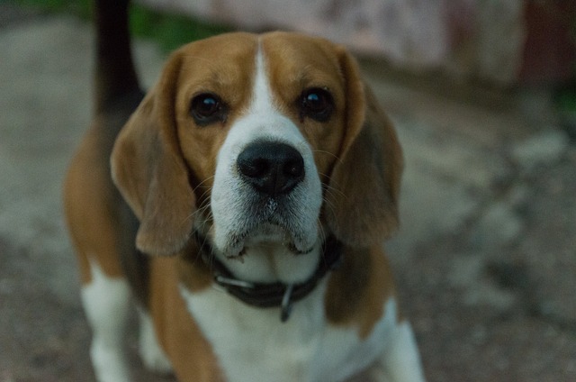 Free Dog Animal photo and picture