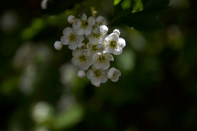 Free Flowers White Flowers photo and picture