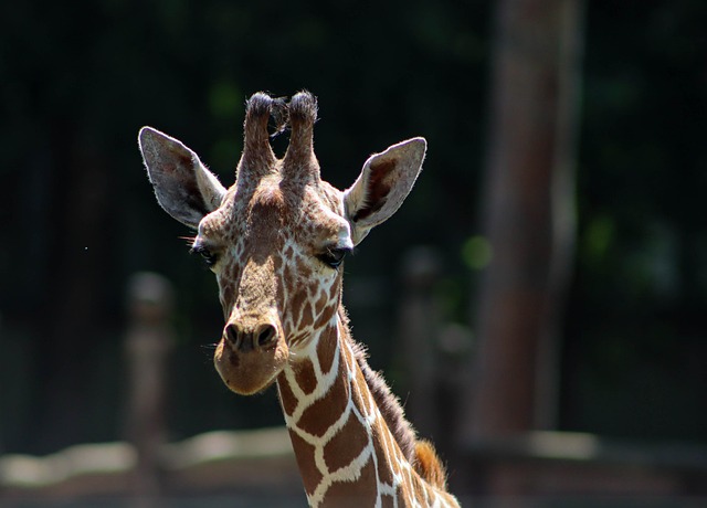 Free Giraffe Cute photo and picture