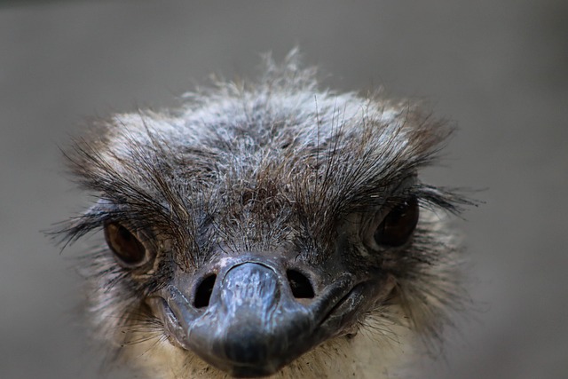 Free Ostrich Nature photo and picture