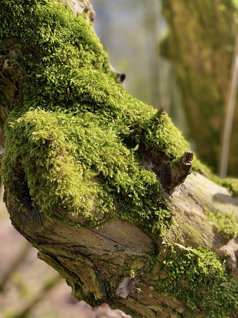 Free Moss Log photo and picture