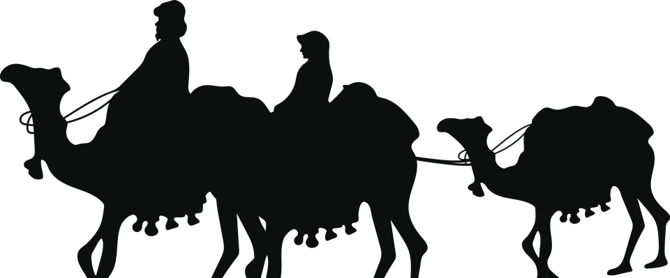 camels