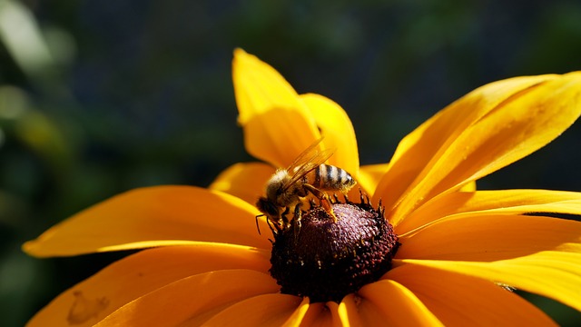 Free Bee Blossom photo and picture
