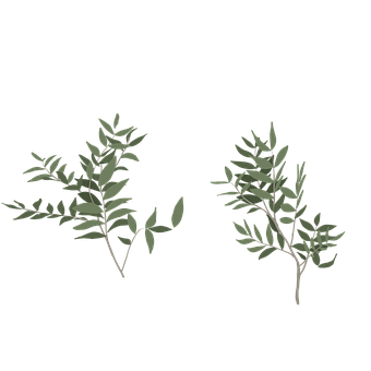 Grene, Gren, Blade, Løv, Blad, Grøn