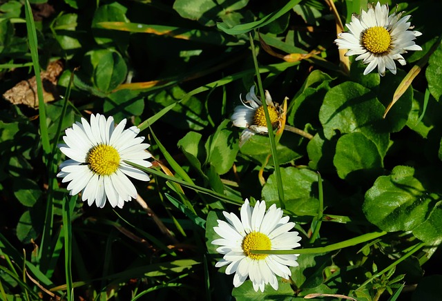 Free Flowers Daisy photo and picture