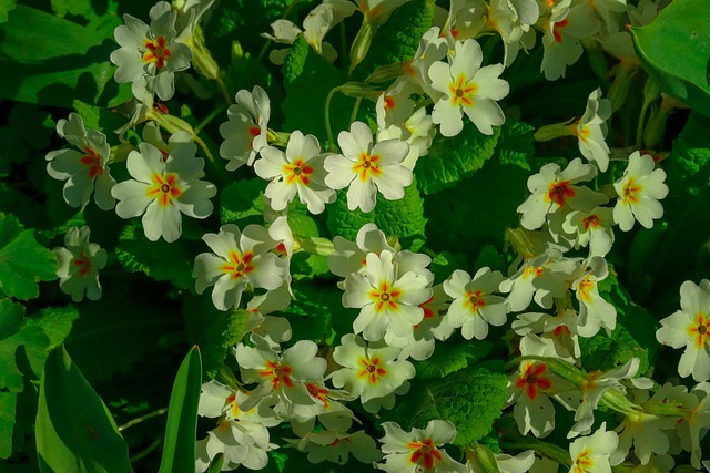 Free Flowers Daisy photo and picture